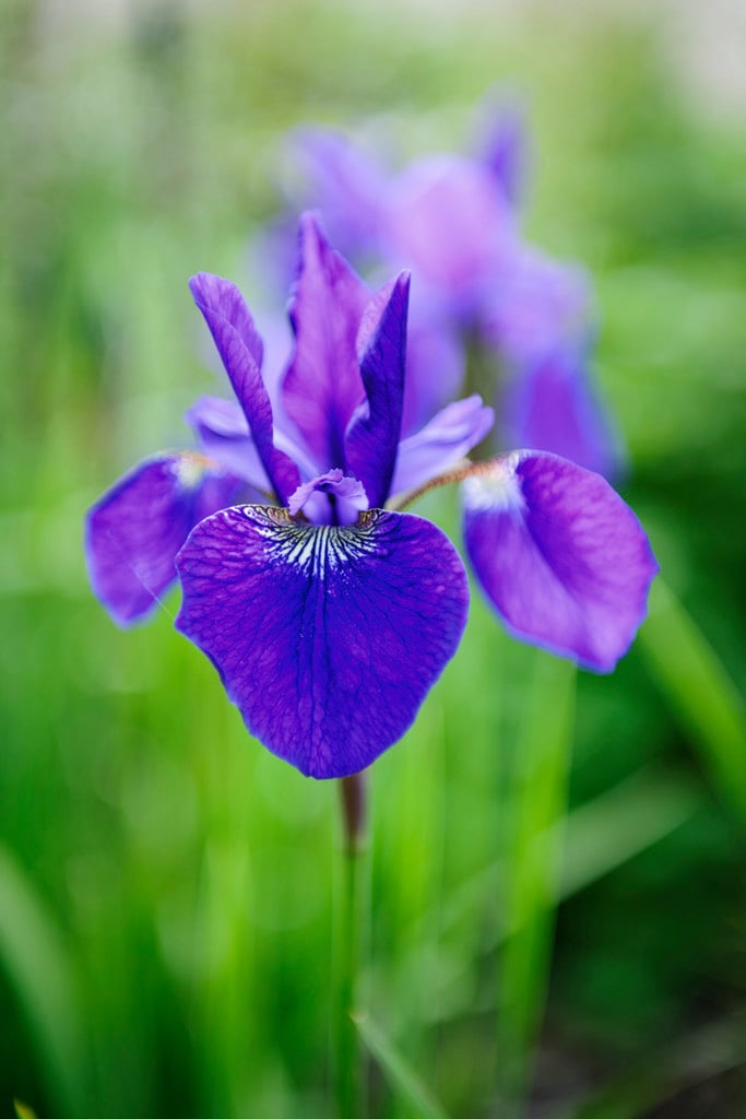 Siberian iris 'Caesar's Brother'
