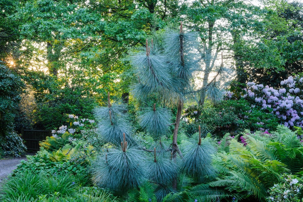 pine 'Sheffield Park'