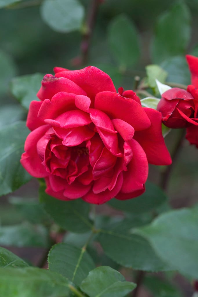 rose 'Wilhelm'