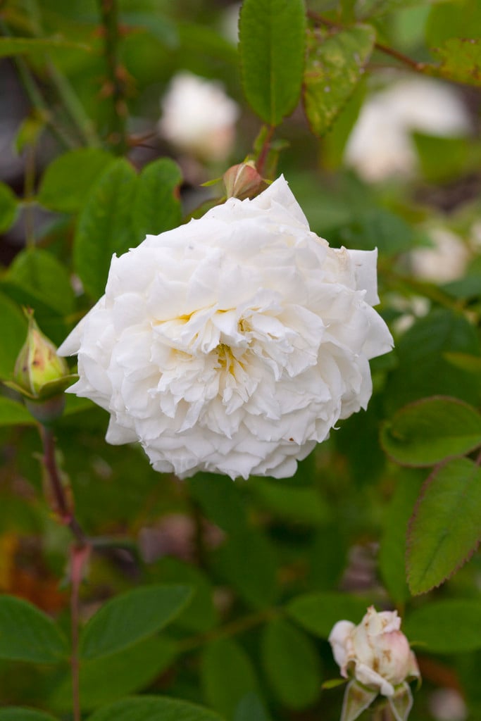 rose [Susan Williams-Ellis]
