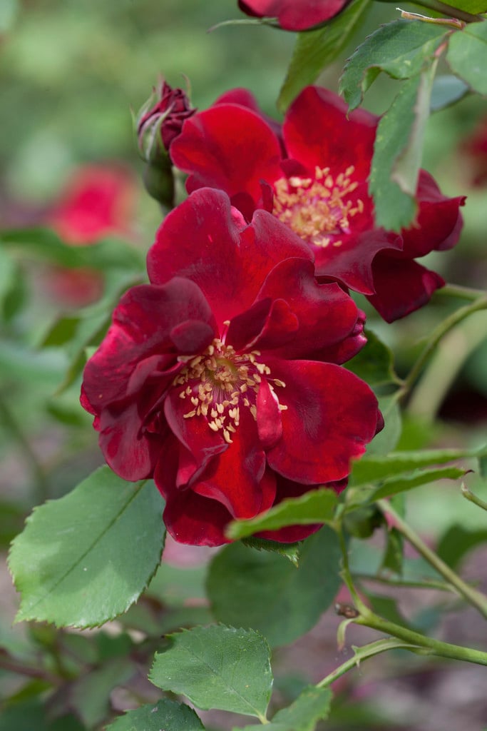 rose [Joan Beales]