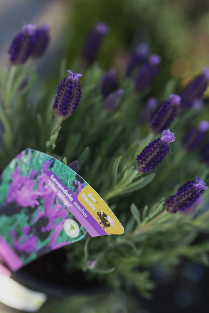 Lavandula Stoechas Subsp Stoechas Lilac Wings Andprolilandpbr French Lavender [lilac Wings