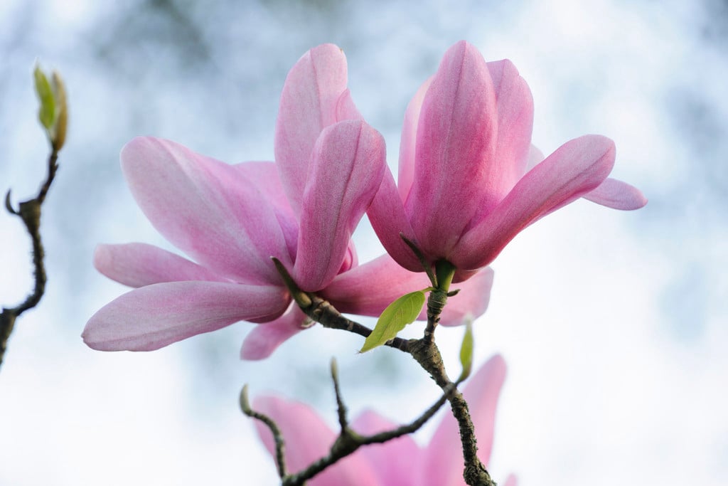 magnolia 'Peter Dummer'