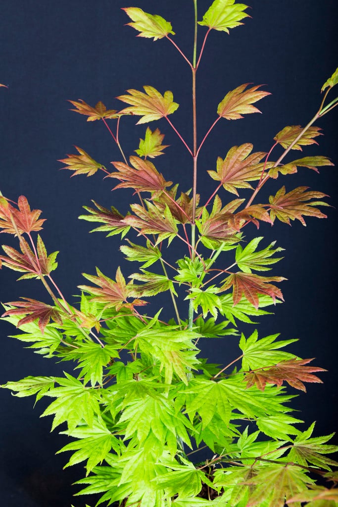 Acer Shirasawanum Moonrise (&munn 001&pbr) 