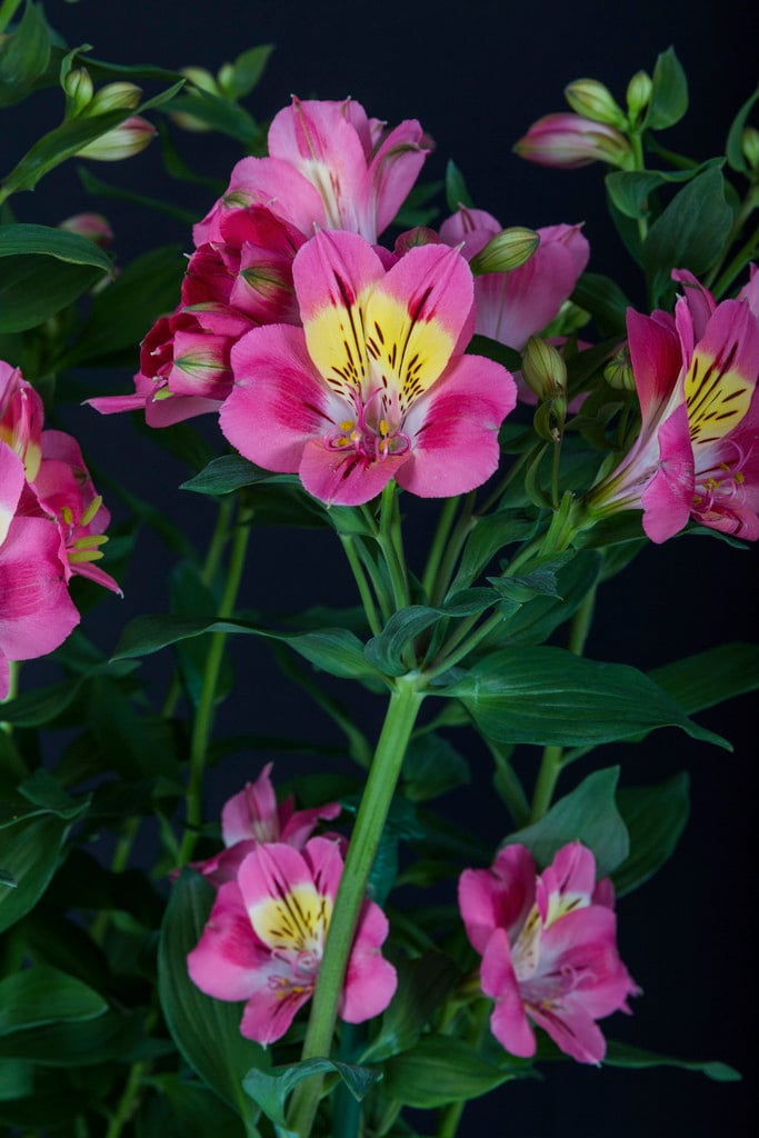 Peruvian lily [Summer Party]