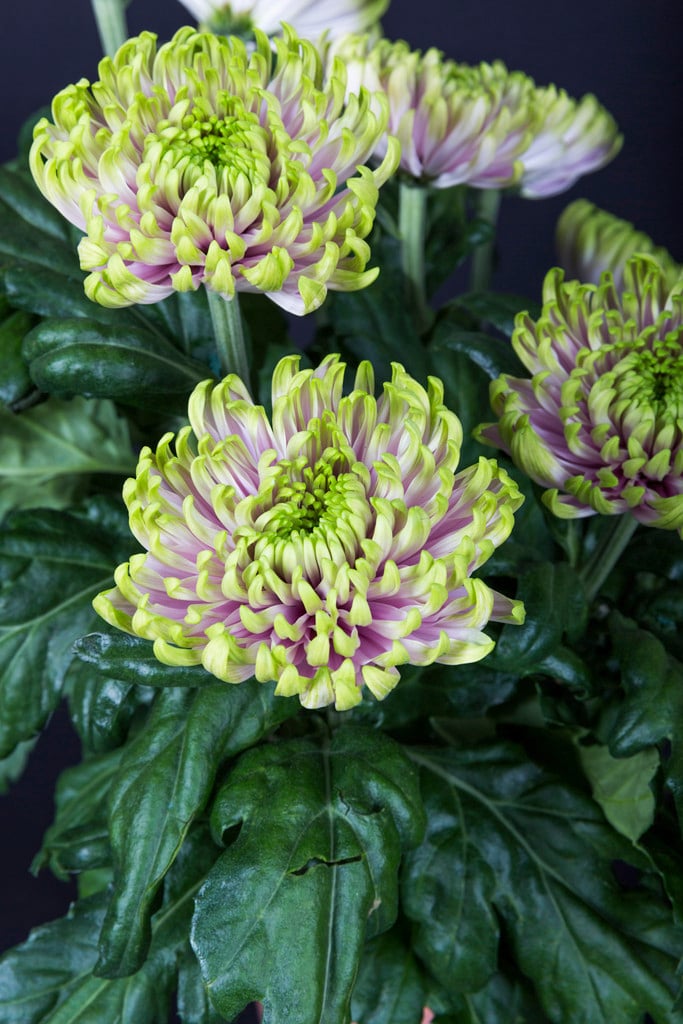 chrysanthemum 'Rossano Charlotte'