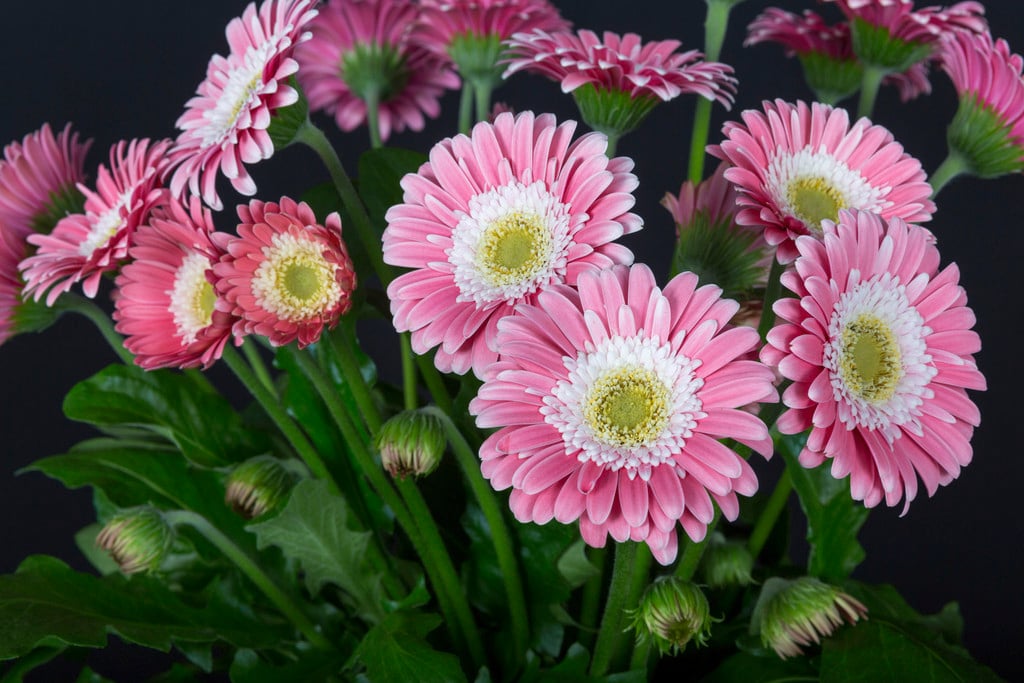 gerbera [Garvinia Sweet Memories]