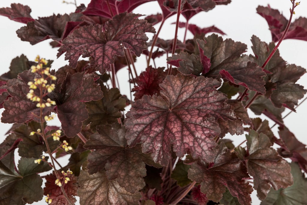alum root 'Hocus Pocus'