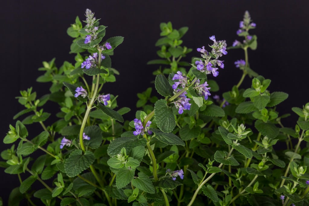 catmint 'Joanna Reed'