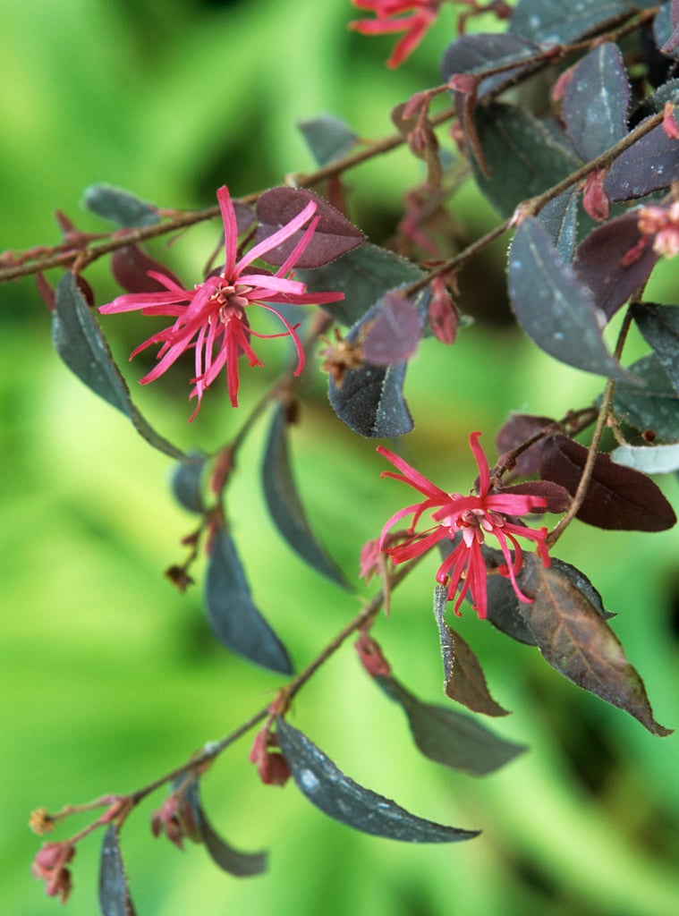 Chinese witch hazel 'Burgundy'