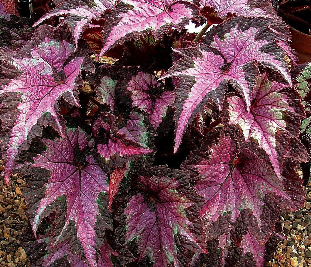 begonia 'Sal's Comet'