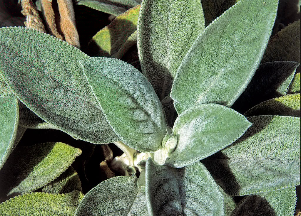 Stachys byzantina lamb&s ear Herbaceous Perennial/RHS Gardening