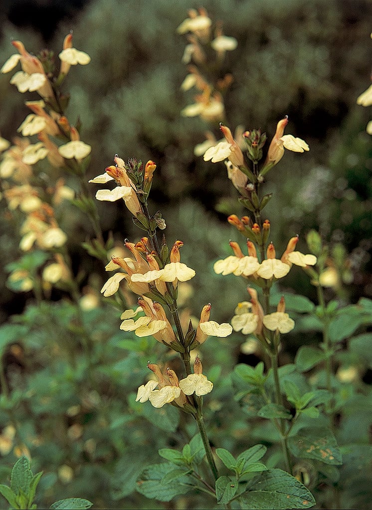 sage 'La Luna'