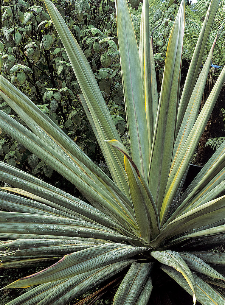 mountain cabbage tree