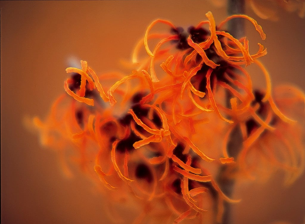witch hazel 'Frederic'
