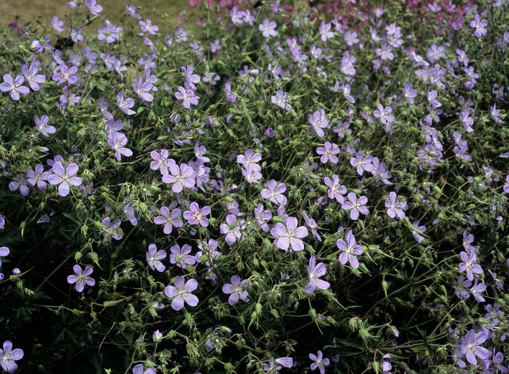cranesbill 'Blue Cloud'