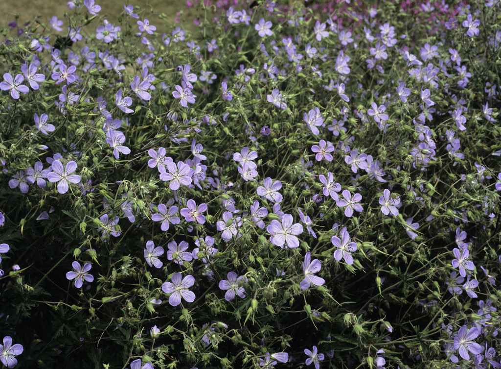 cranesbill 'Blue Cloud'