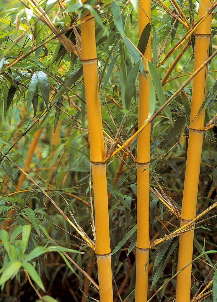 golden Chinese timber bamboo