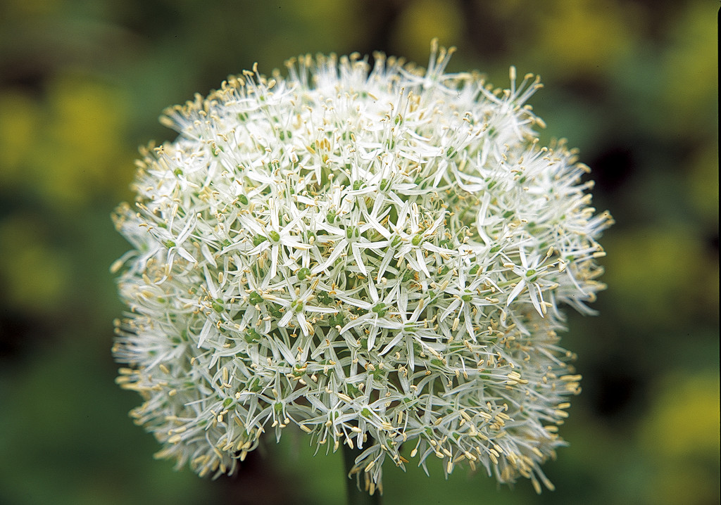 allium 'Mount Everest'