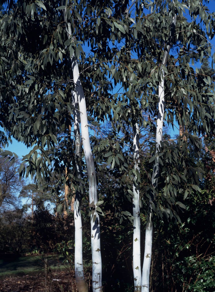 urn-fruited gum