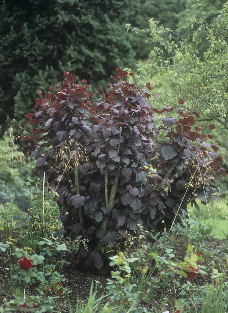 hazel 'Fuscorubra'