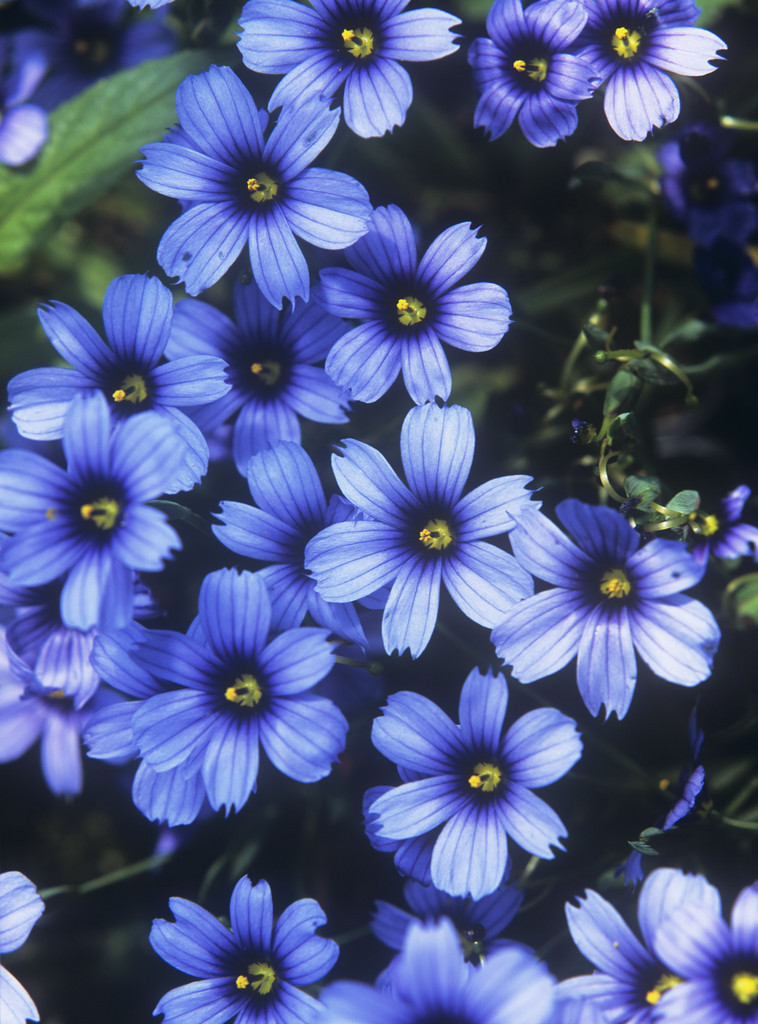 blue-eyed grass 'Devon Skies'