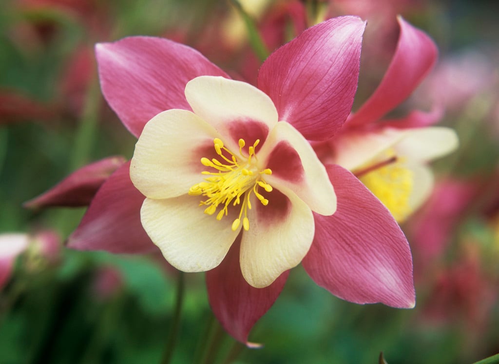 columbine 'Chaffinch'