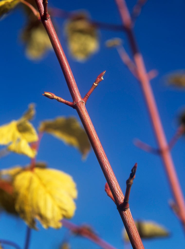 snakebark maple 'Phoenix'