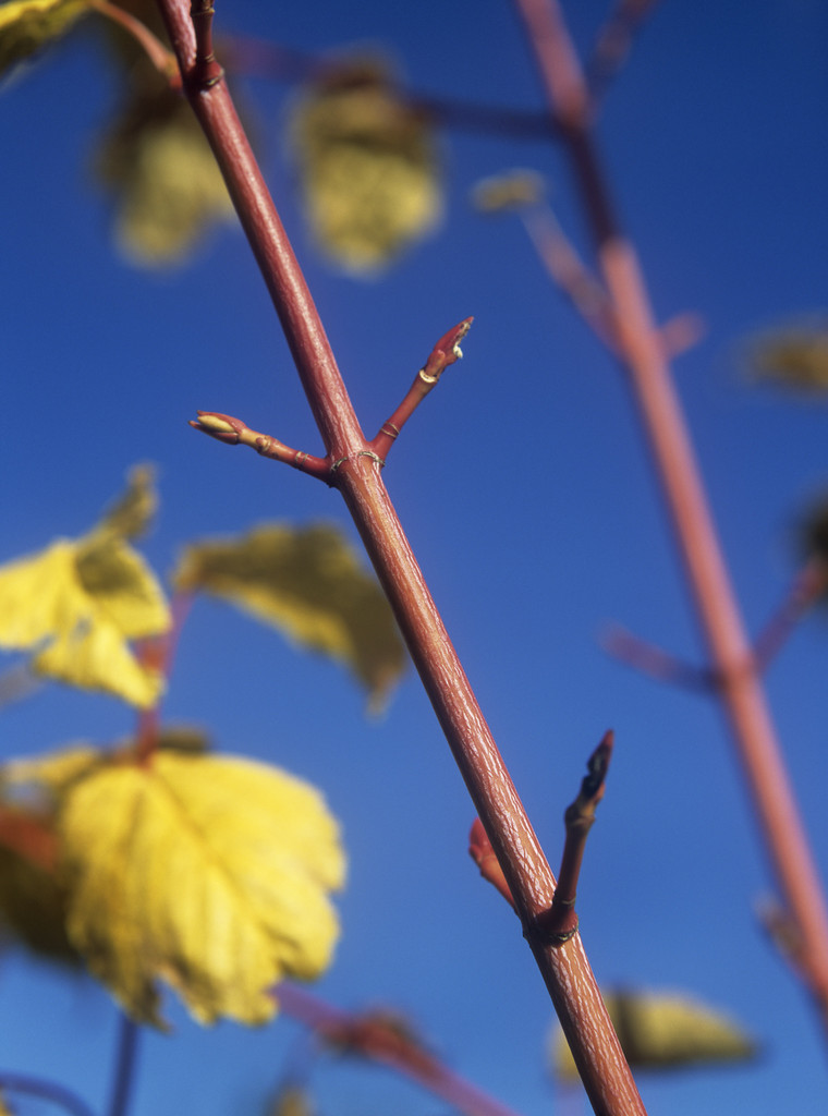 snakebark maple 'Phoenix'