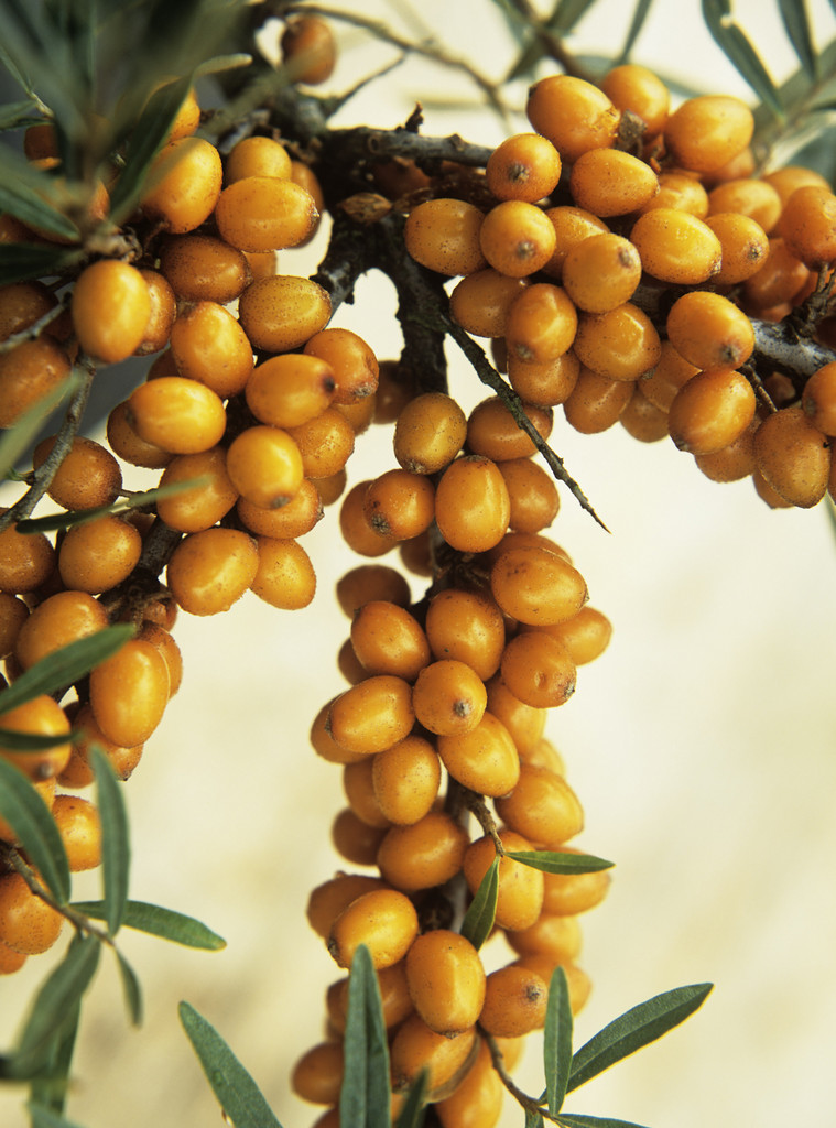 sea buckthorn 'Leikora'