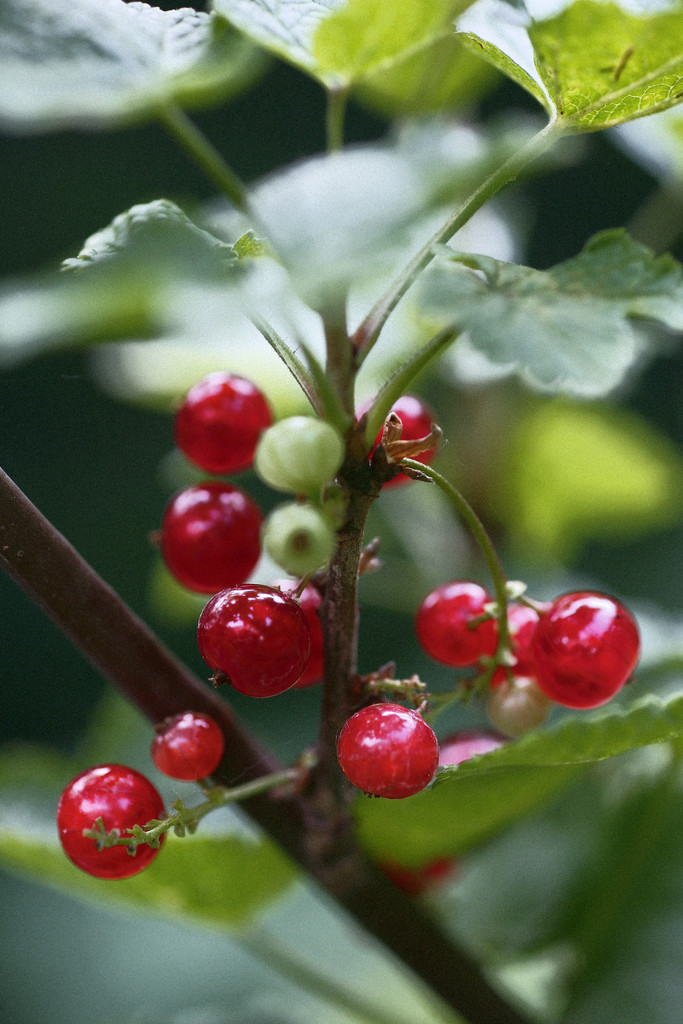 common redcurrant