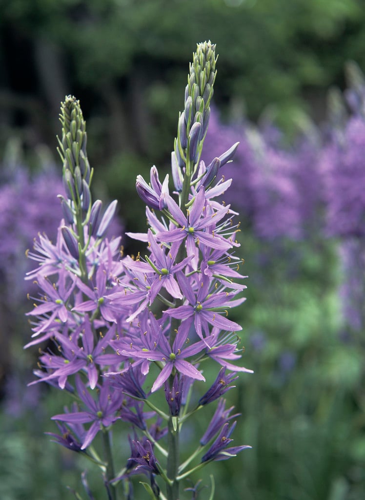 <em>Camassia</em> <em>quamash</em> 'Blue Melody' (v)