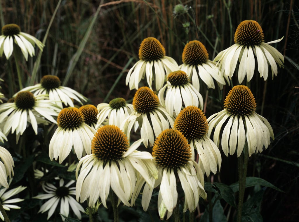 purple coneflower 'Alba'