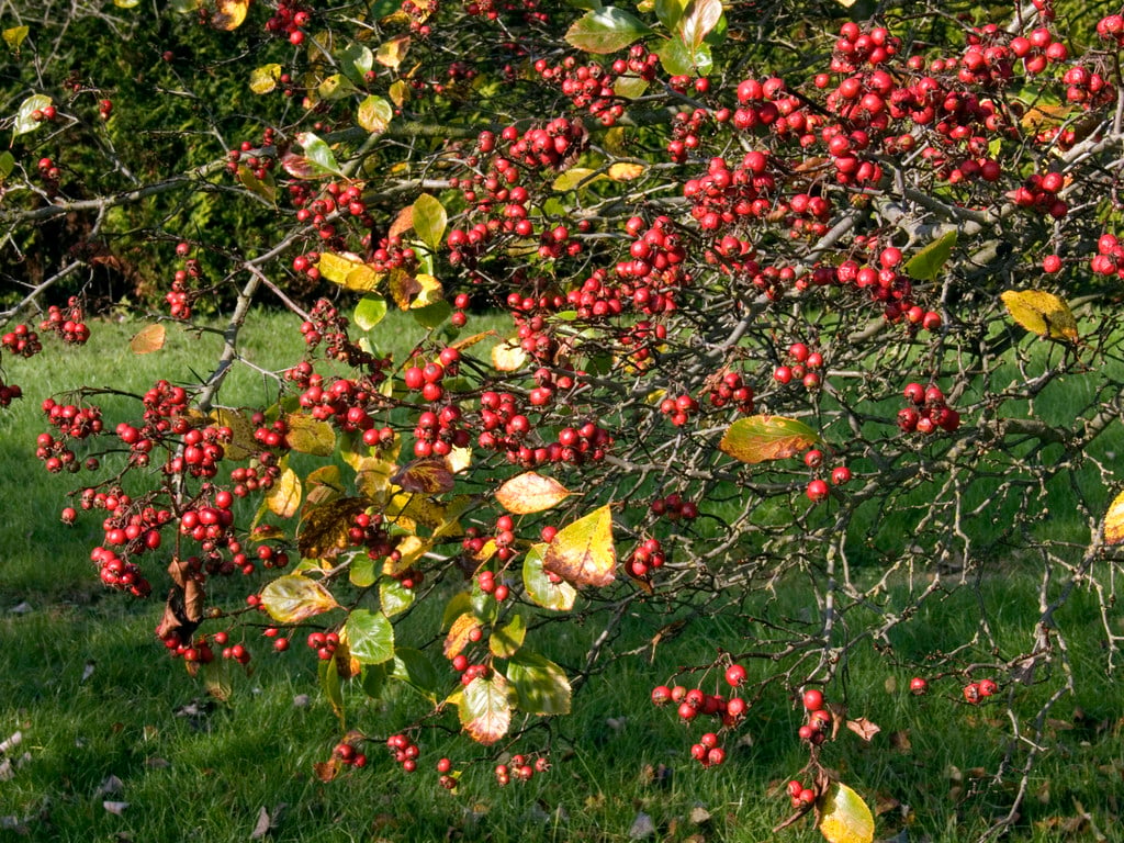 broad-leaved cockspur thorn