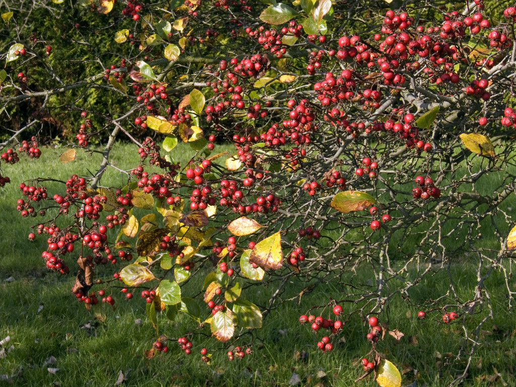 broad-leaved cockspur thorn