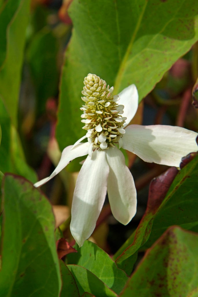 Anemopsis californica