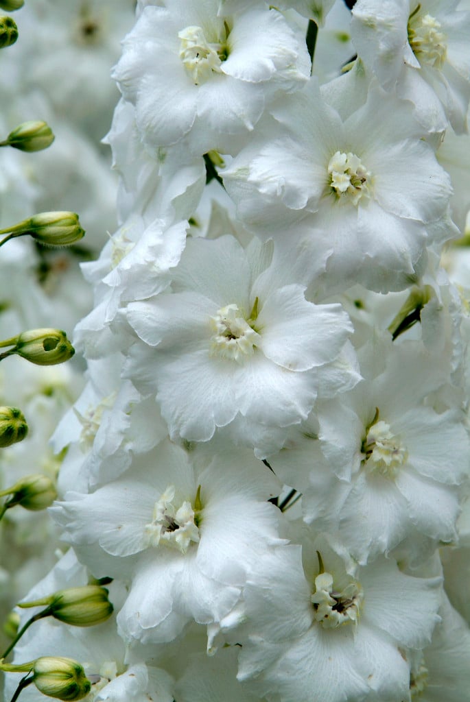 delphinium 'Jill Curley'