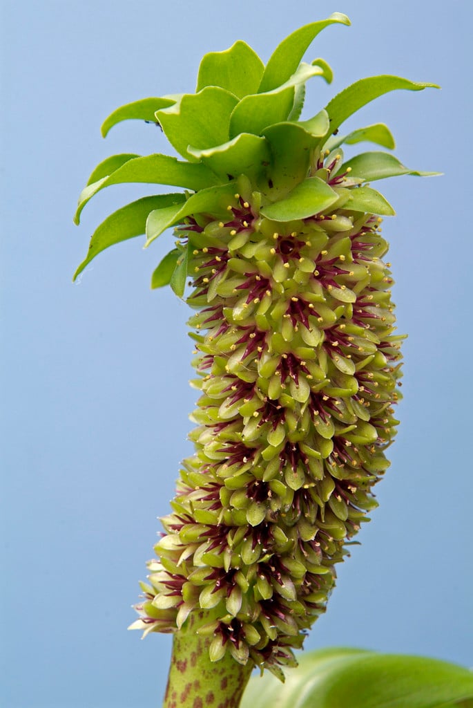 montane pineapple lily