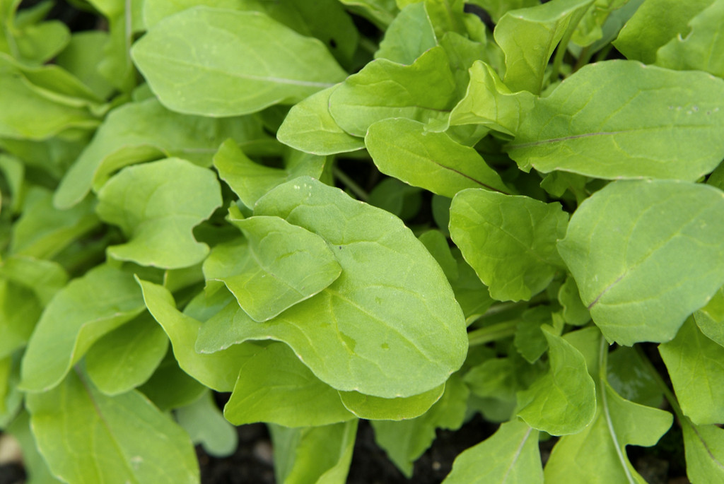 garden rocket