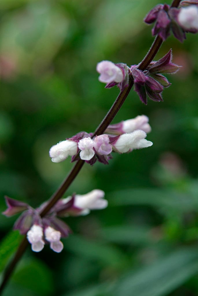 sage 'Waverly'