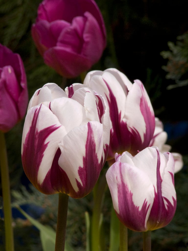 tulip 'Rems Favourite'