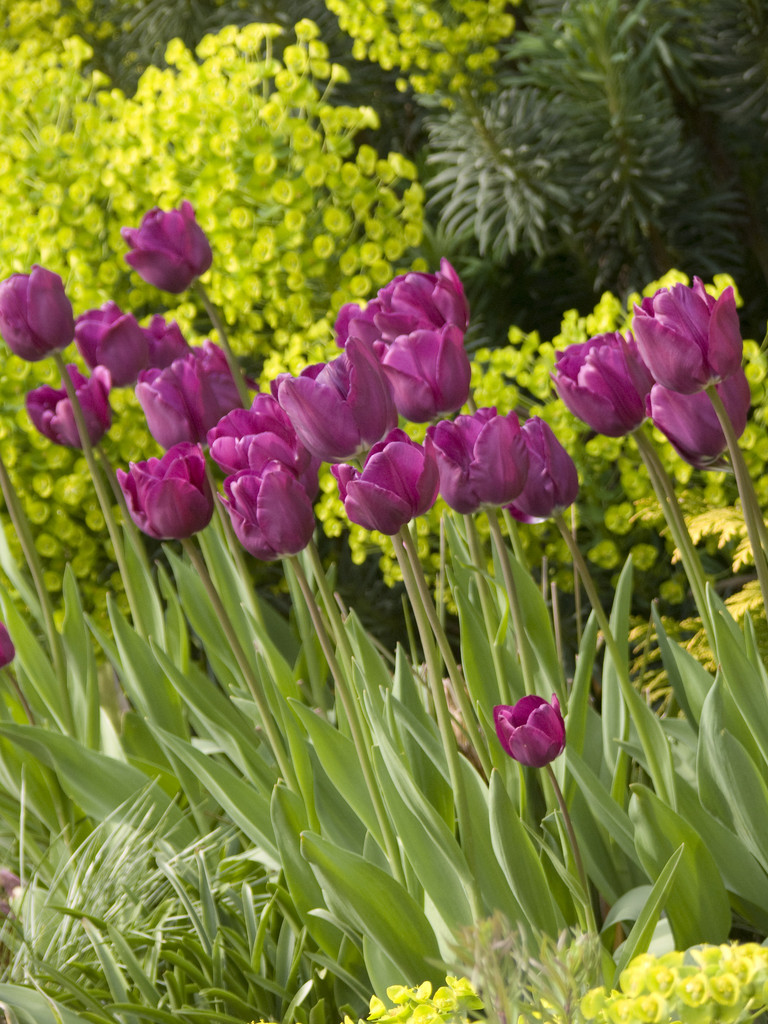 tulip 'Negrita'