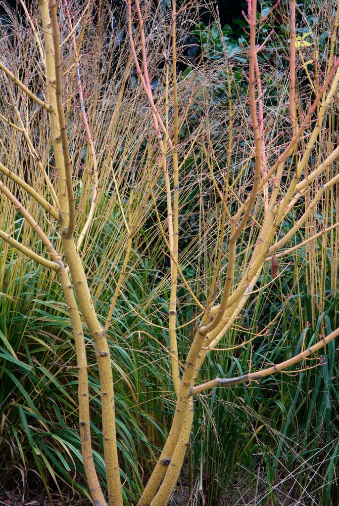 grey snake-bark maple 'Erythrocladum'