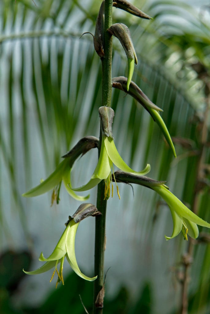 Puya mirabilis|wonderful puya/RHS Gardening