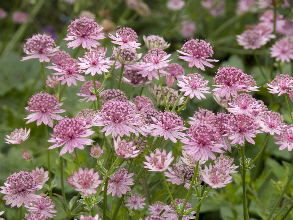 masterwort 'Roma'