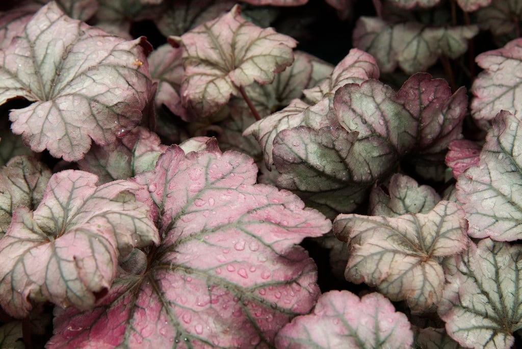 alum root 'Plum Royale'