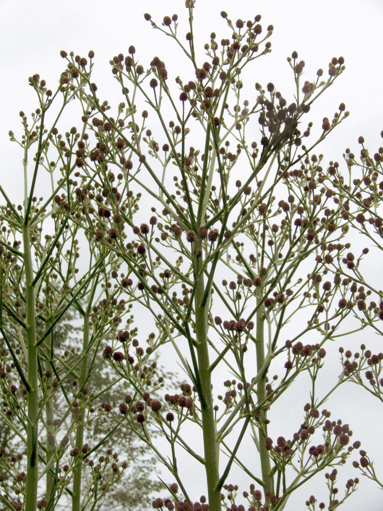pandan-like-leaved eryngo