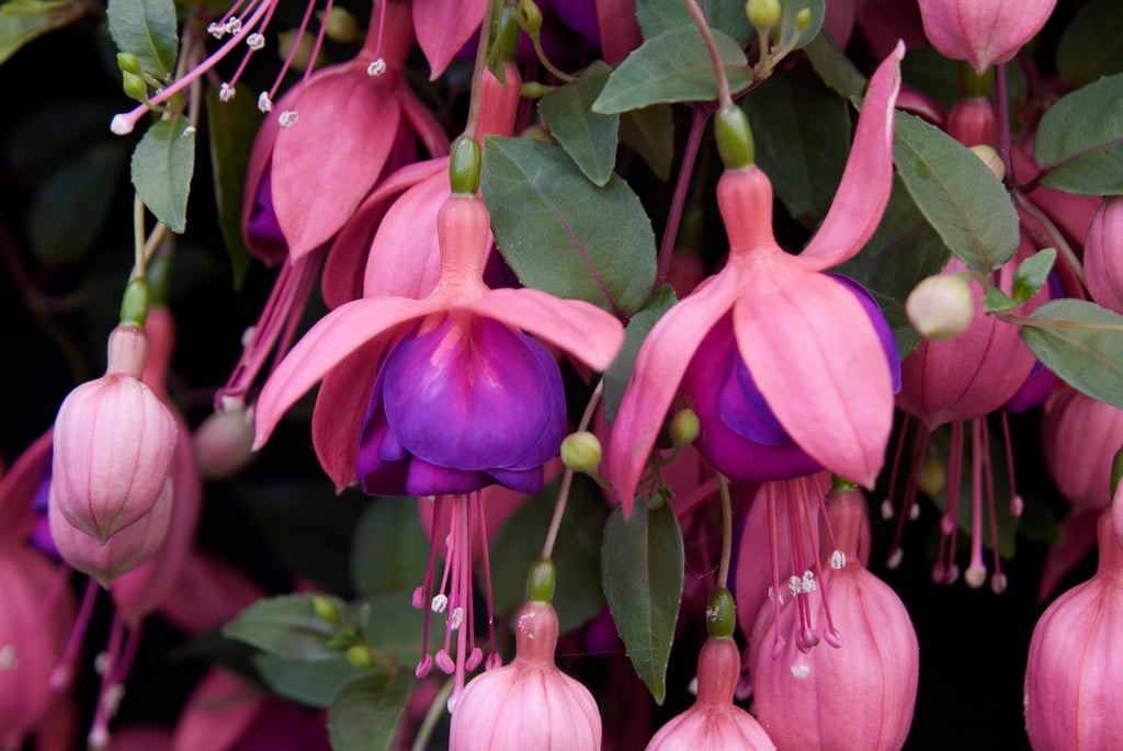 fuchsia 'Cascade'
