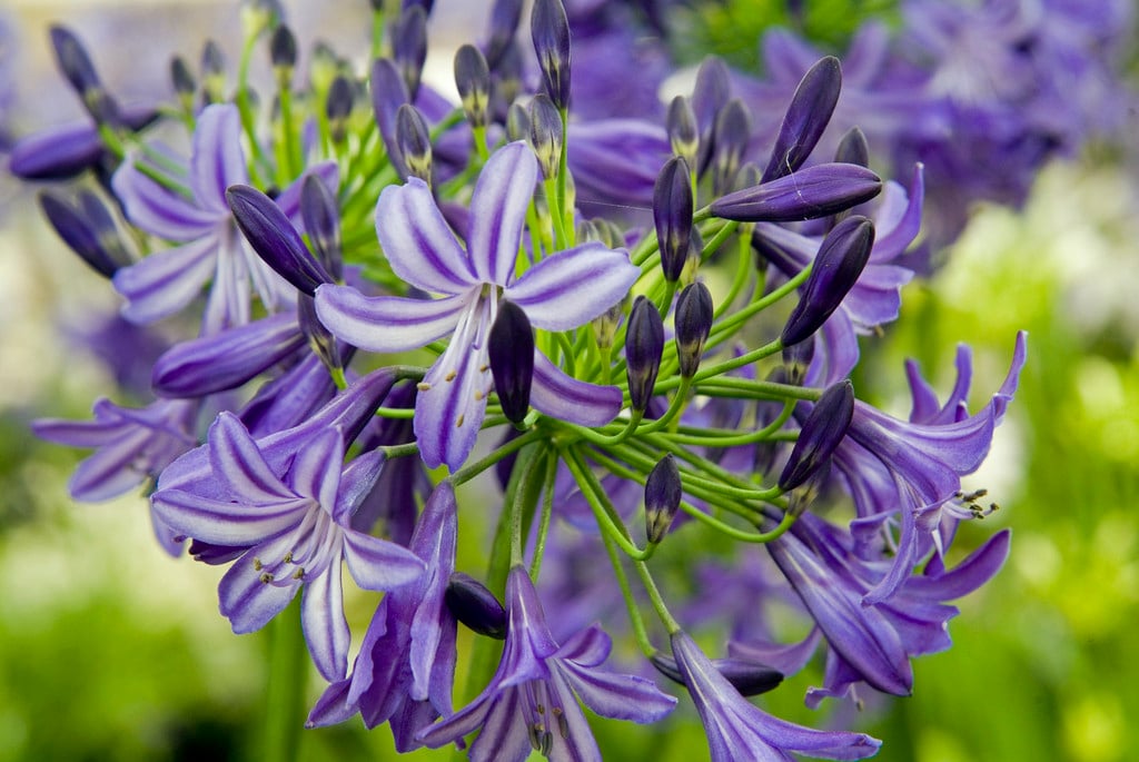 African lily 'Northern Star'