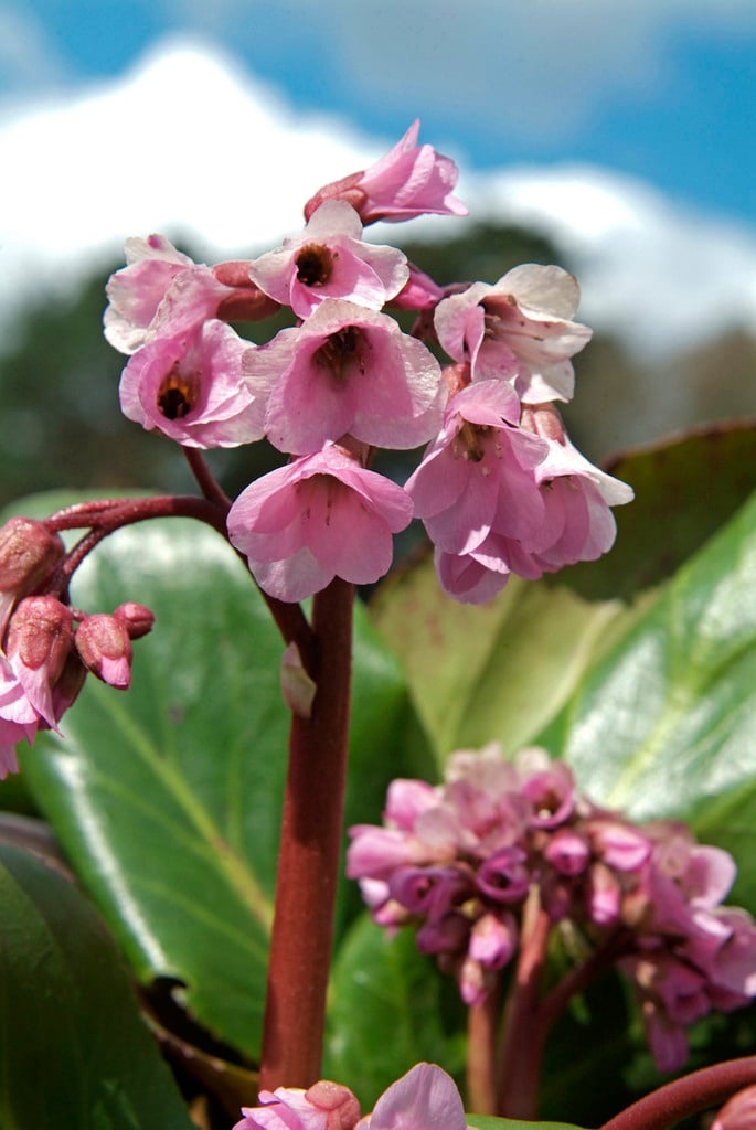 elephant's ears 'Rosi Klose'